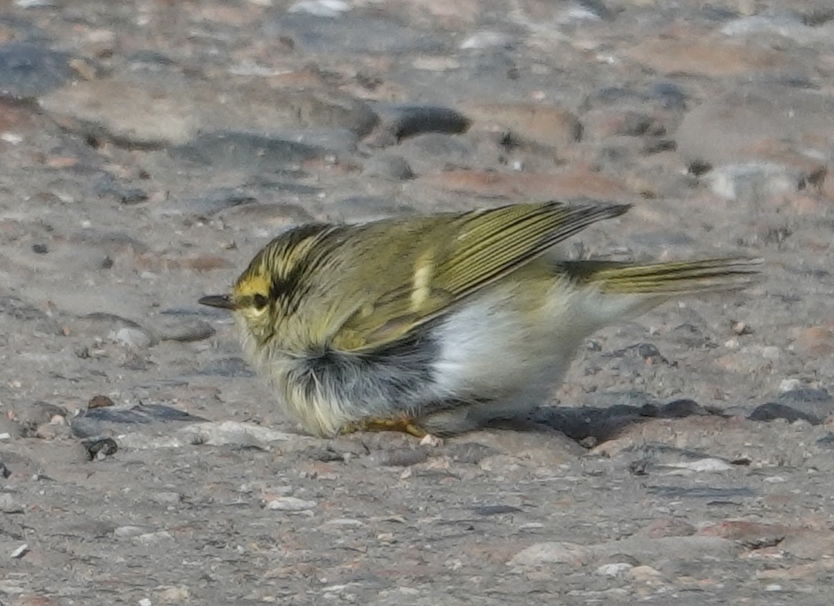 Pallas's Leaf Warbler - ML642070582