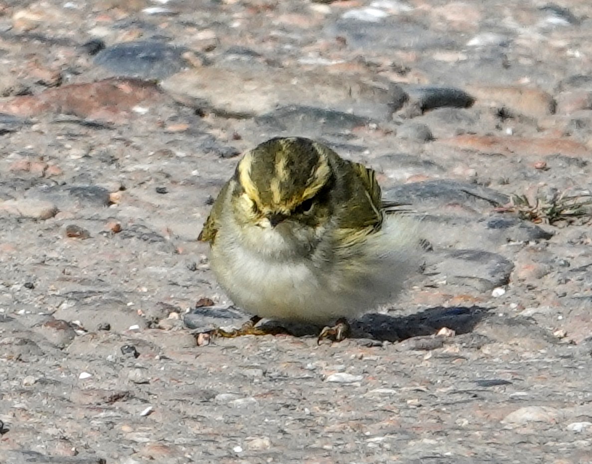 Pallas's Leaf Warbler - ML642070583