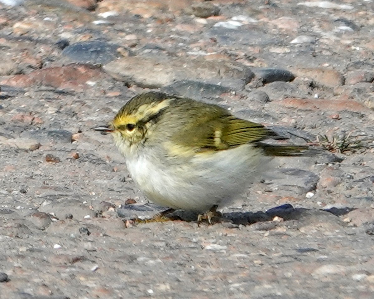 Pallas's Leaf Warbler - ML642070584