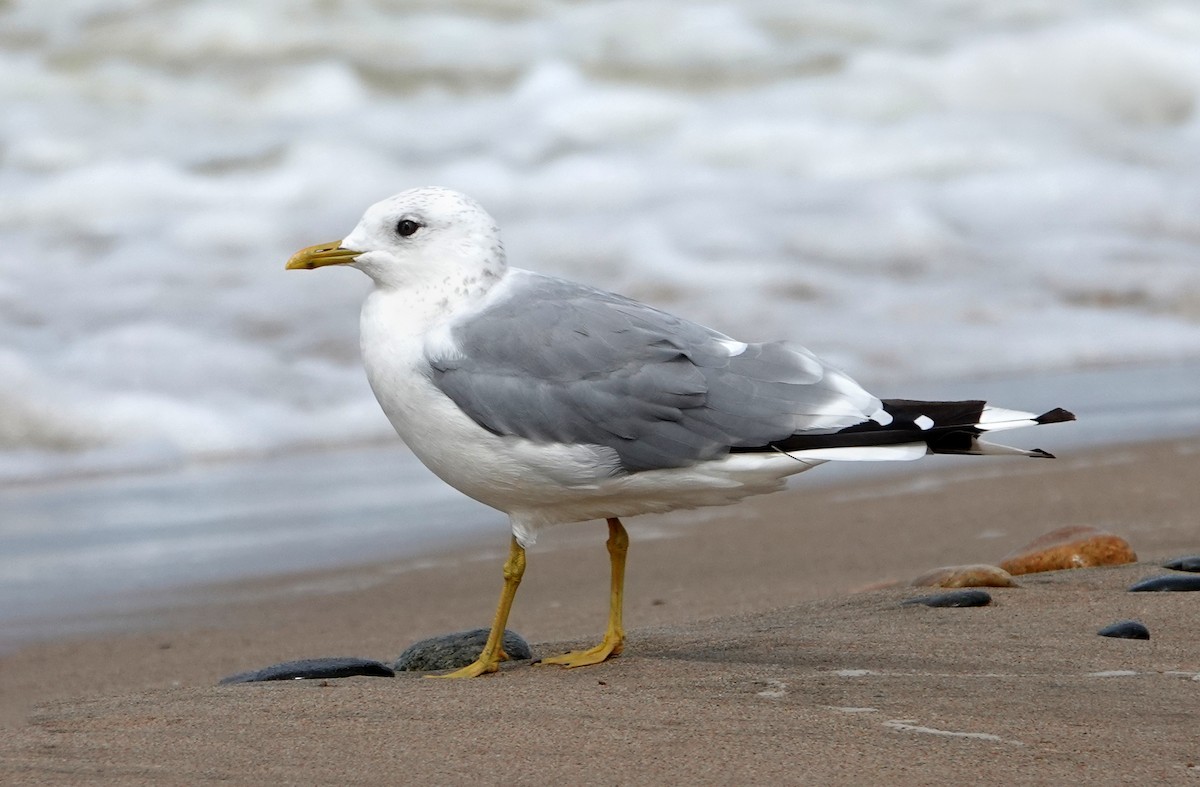 Common Gull - ML642070592