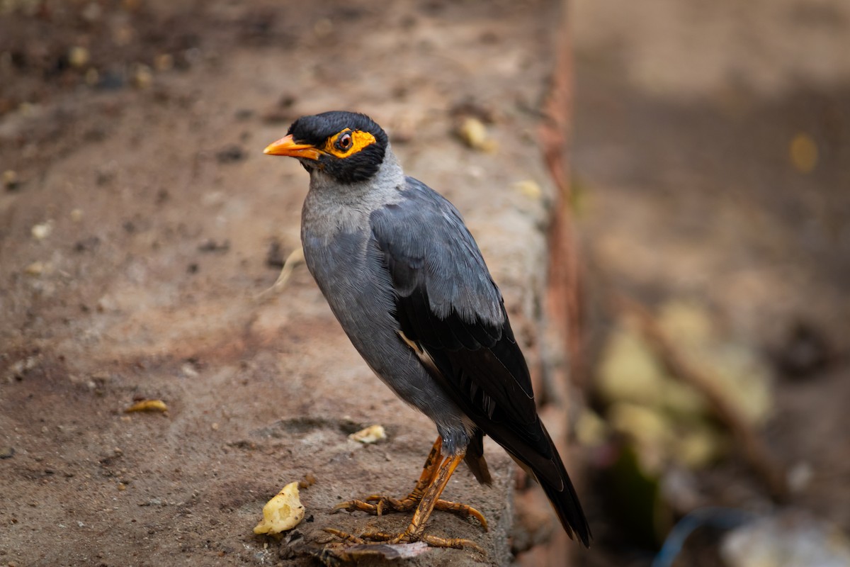 Bank Myna - ML642070594