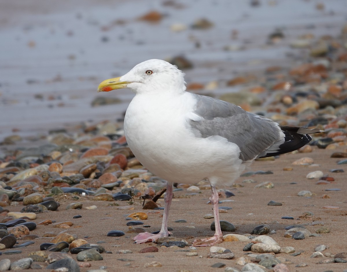 Mongolian Gull - ML642070598