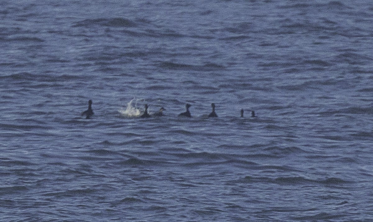 Common Scoter - ML642070602