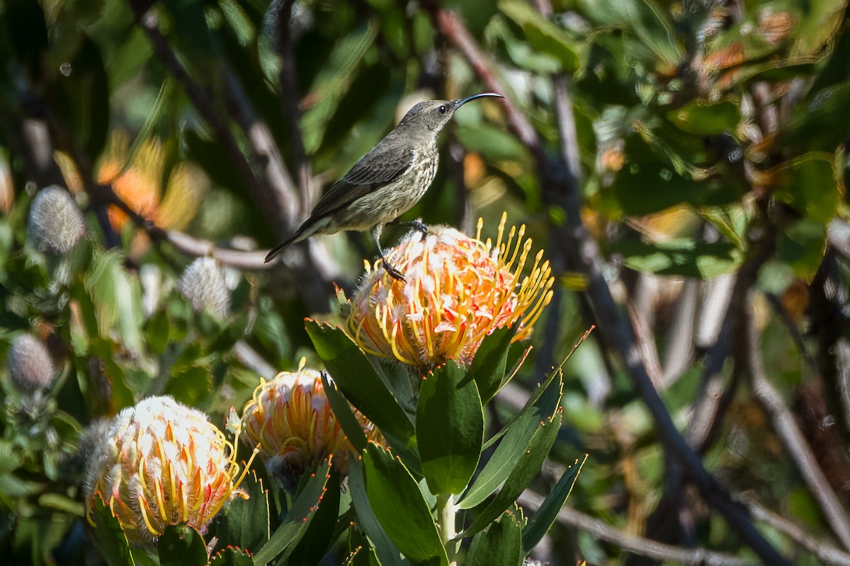 Amethyst Sunbird - ML642070607