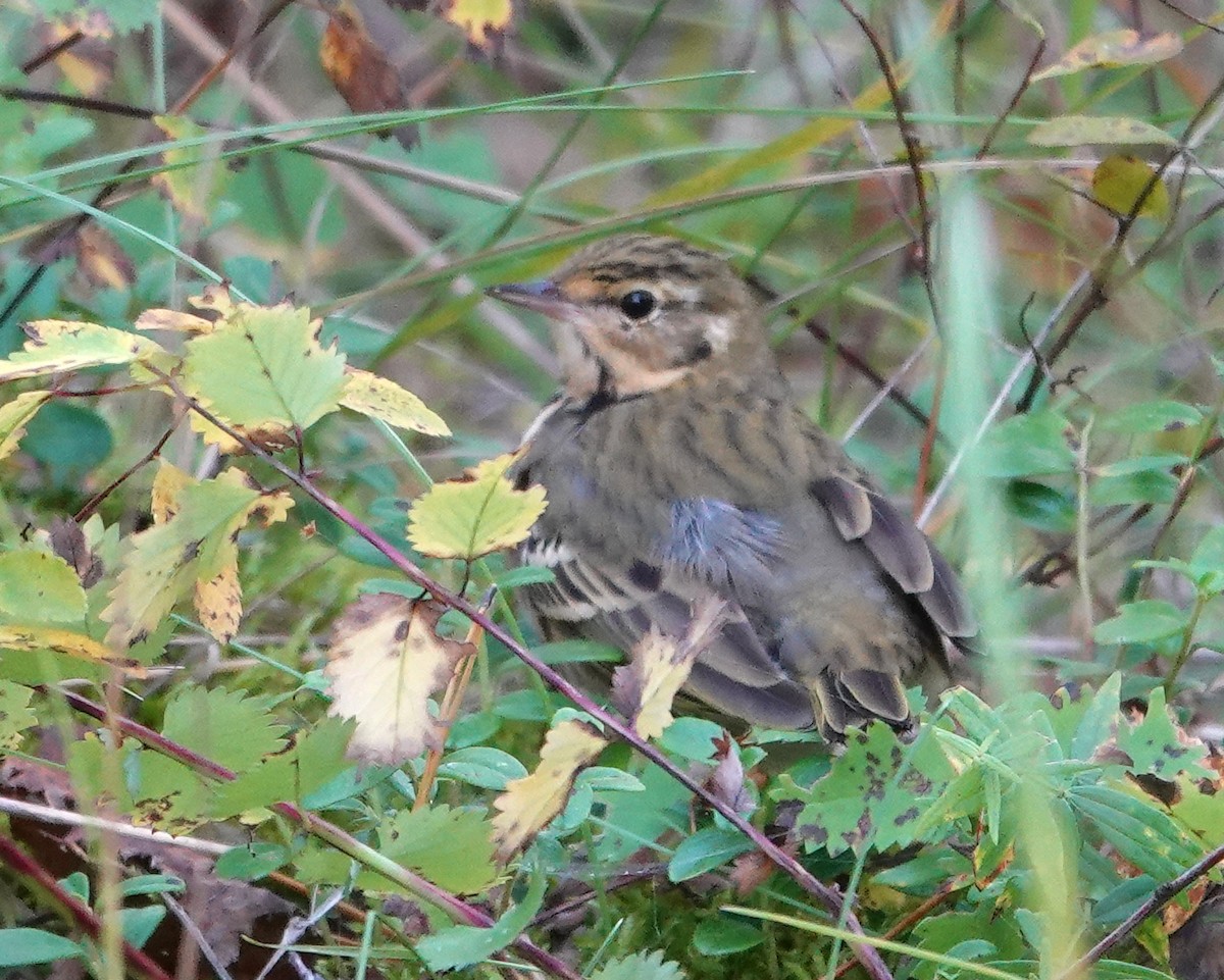 Olive-backed Pipit - ML642070611