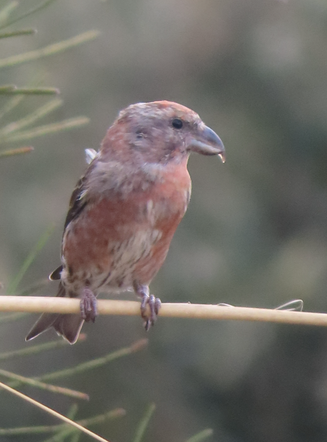 Red Crossbill (Balearic) - ML642070615