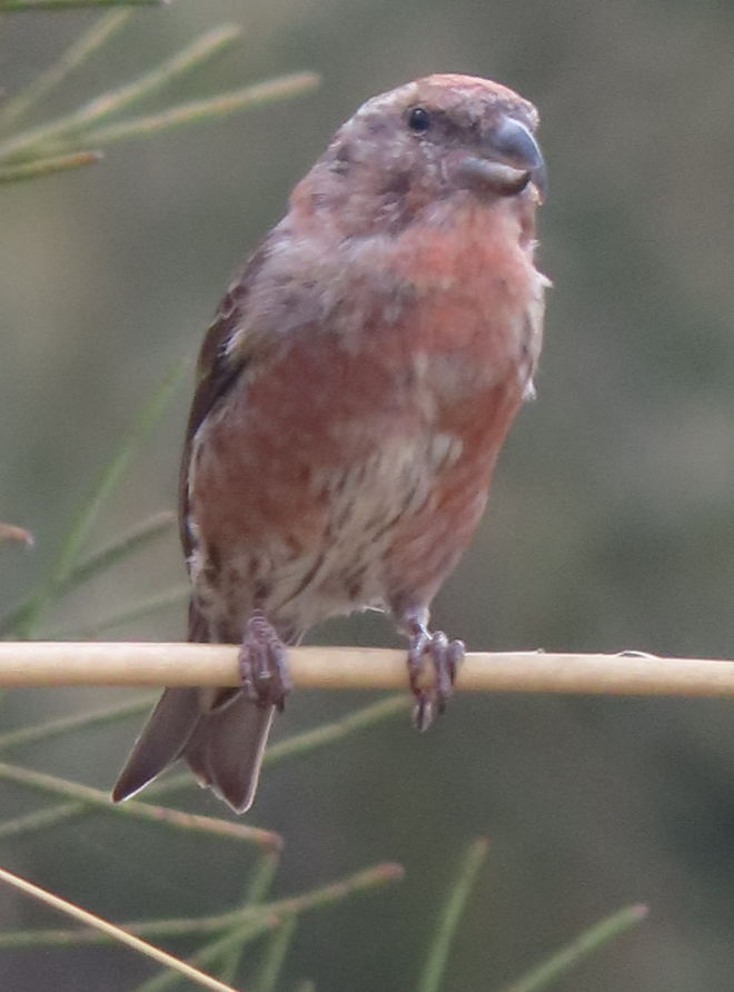 Red Crossbill (Balearic) - ML642070618