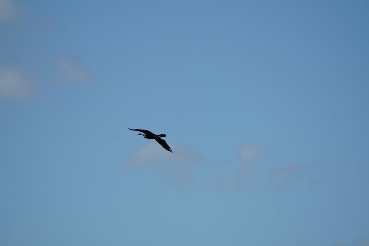 Orient-Schlangenhalsvogel - ML642070627