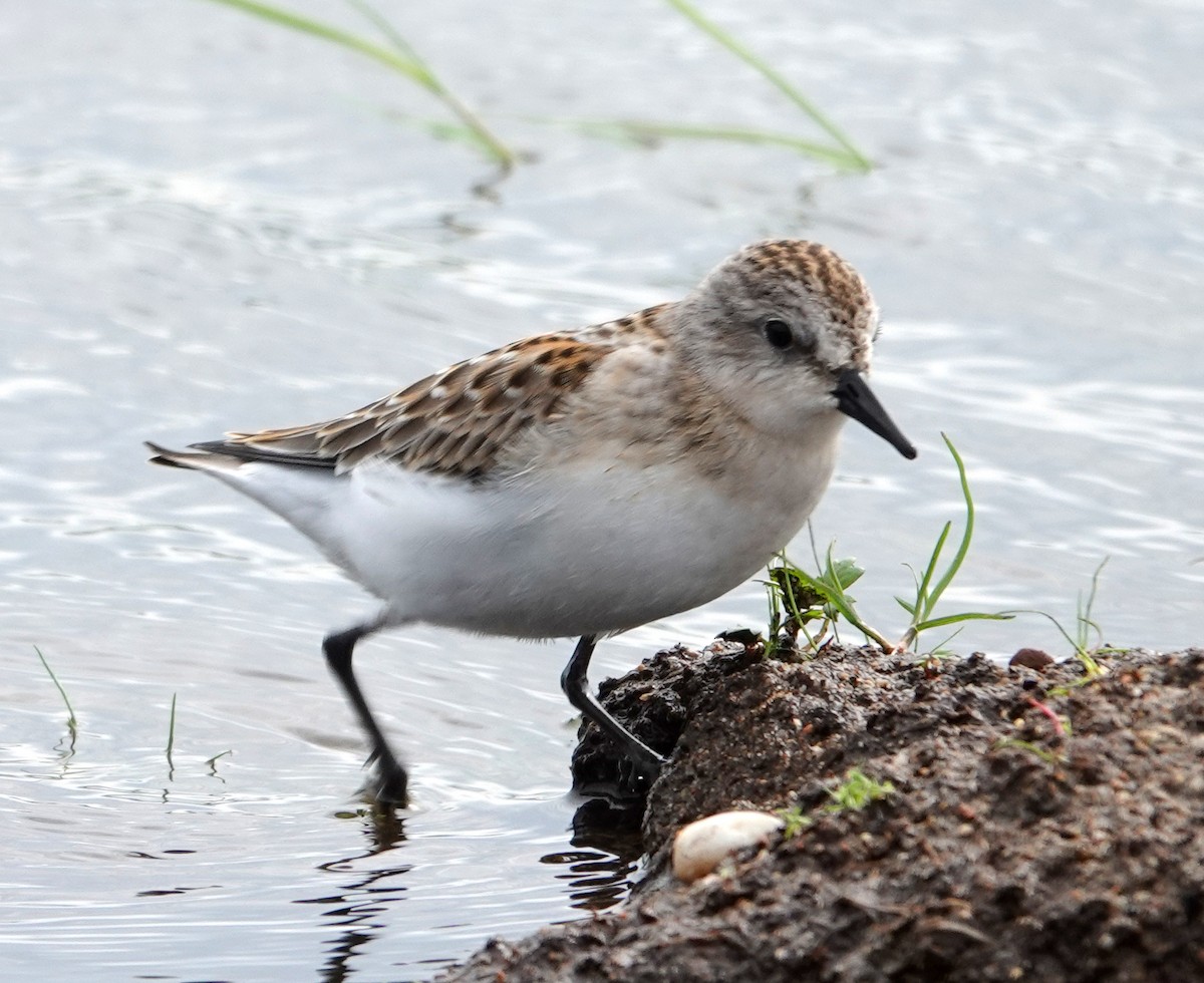 Red-necked Stint - ML642070633