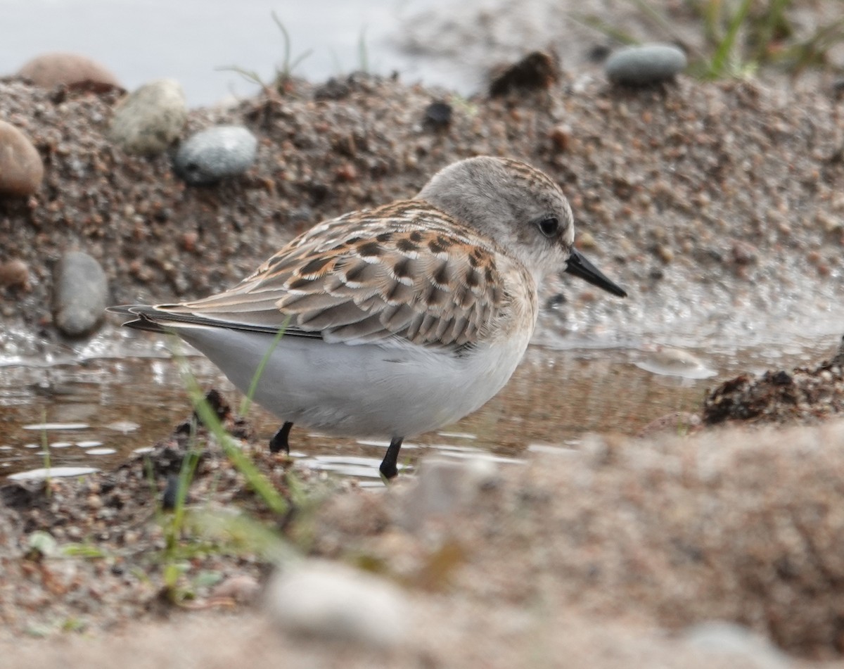 Red-necked Stint - ML642070634