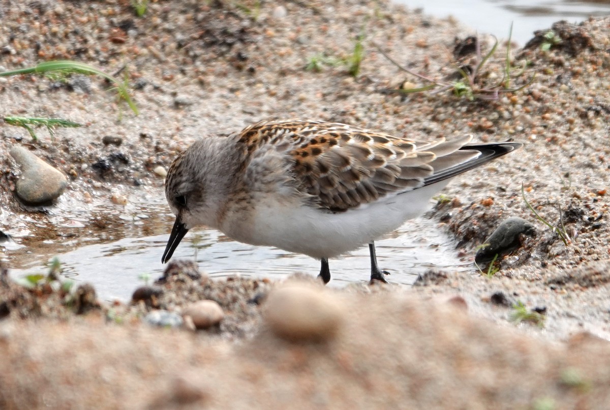 Red-necked Stint - ML642070635