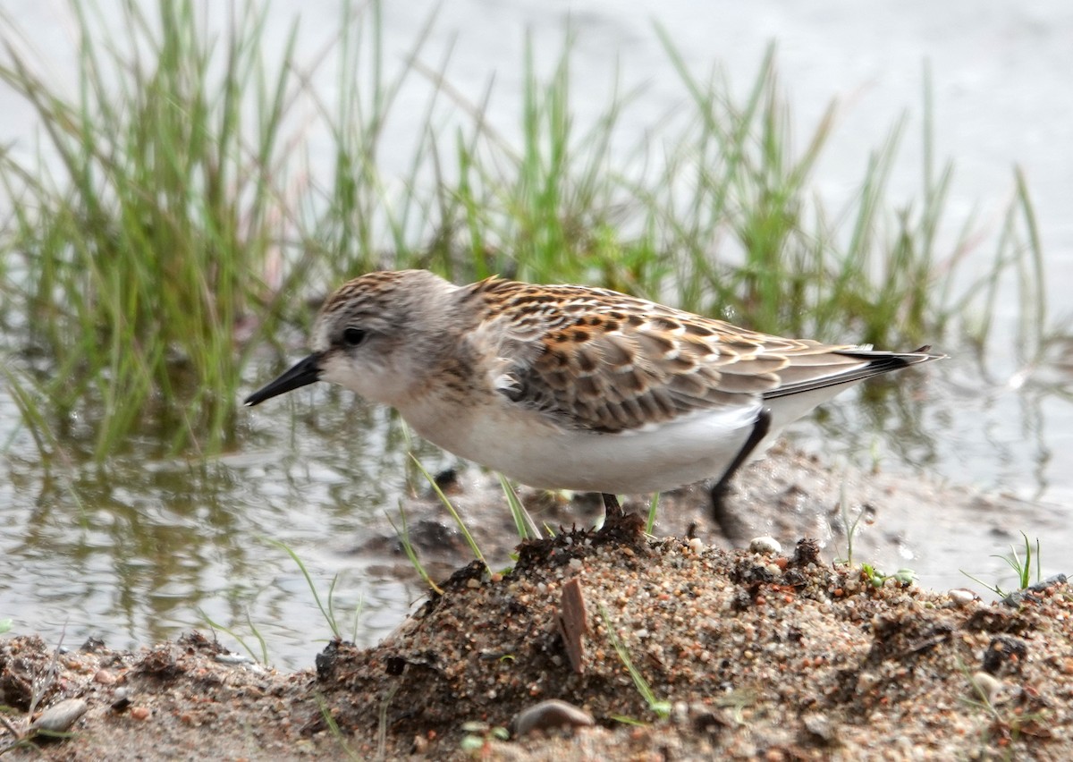Red-necked Stint - ML642070636