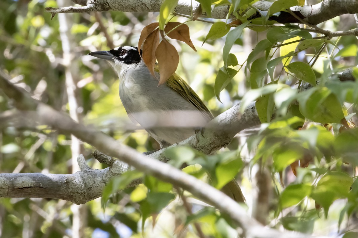 Black-crowned Palm-Tanager - ML642070640