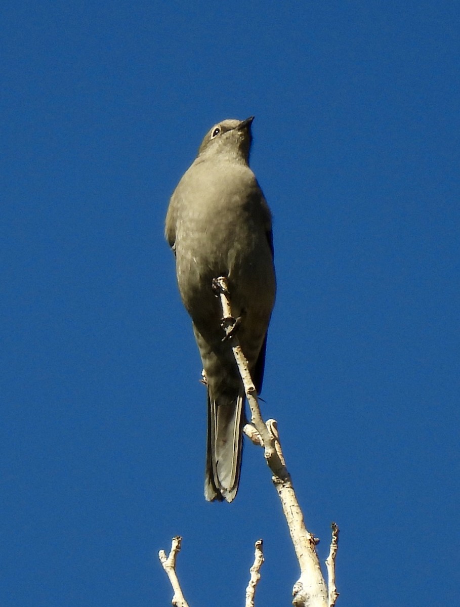 Townsend's Solitaire - ML642070641
