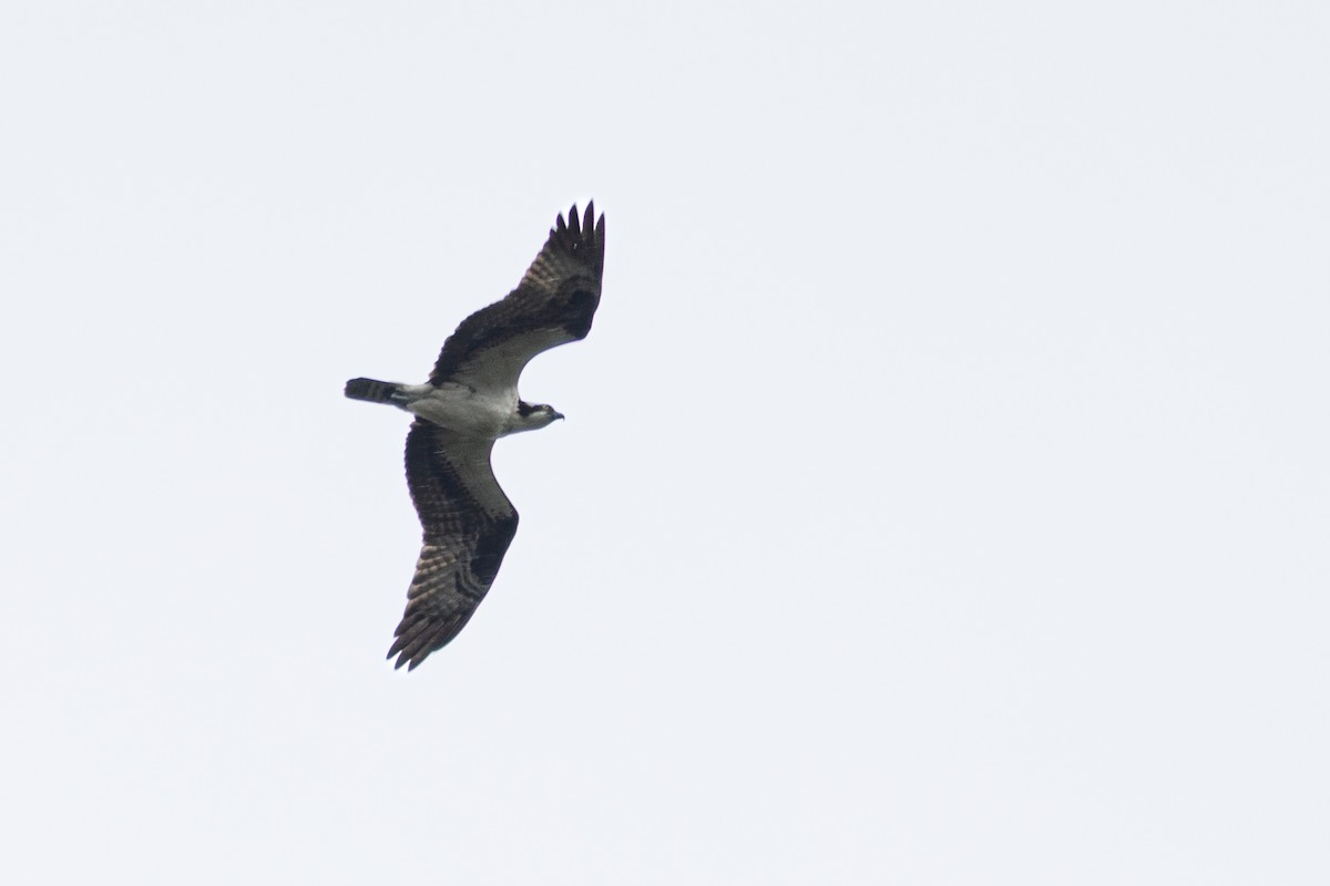 Águila Pescadora - ML642070658