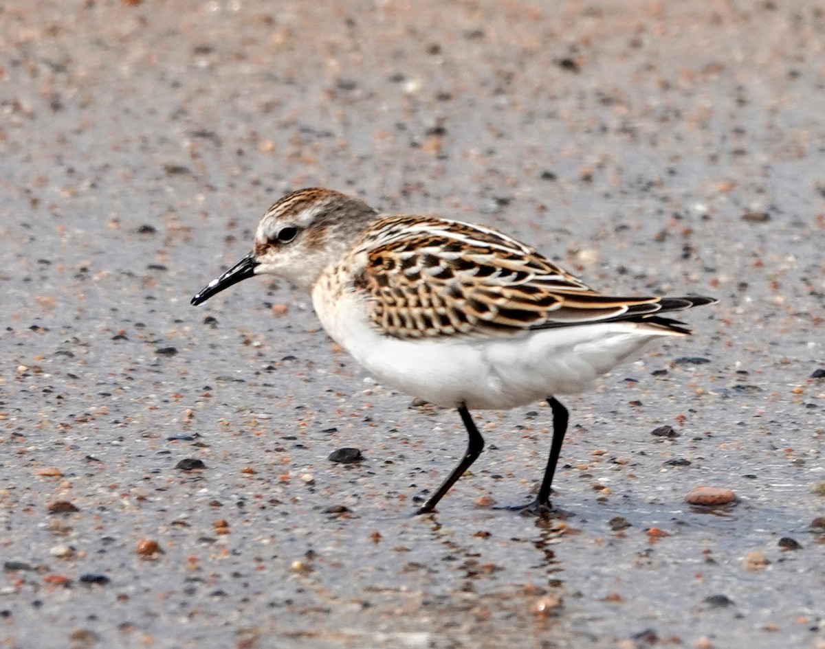Little Stint - ML642070660