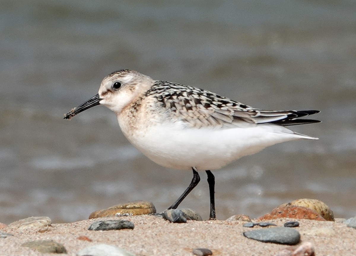 Побережник білий - ML642070661