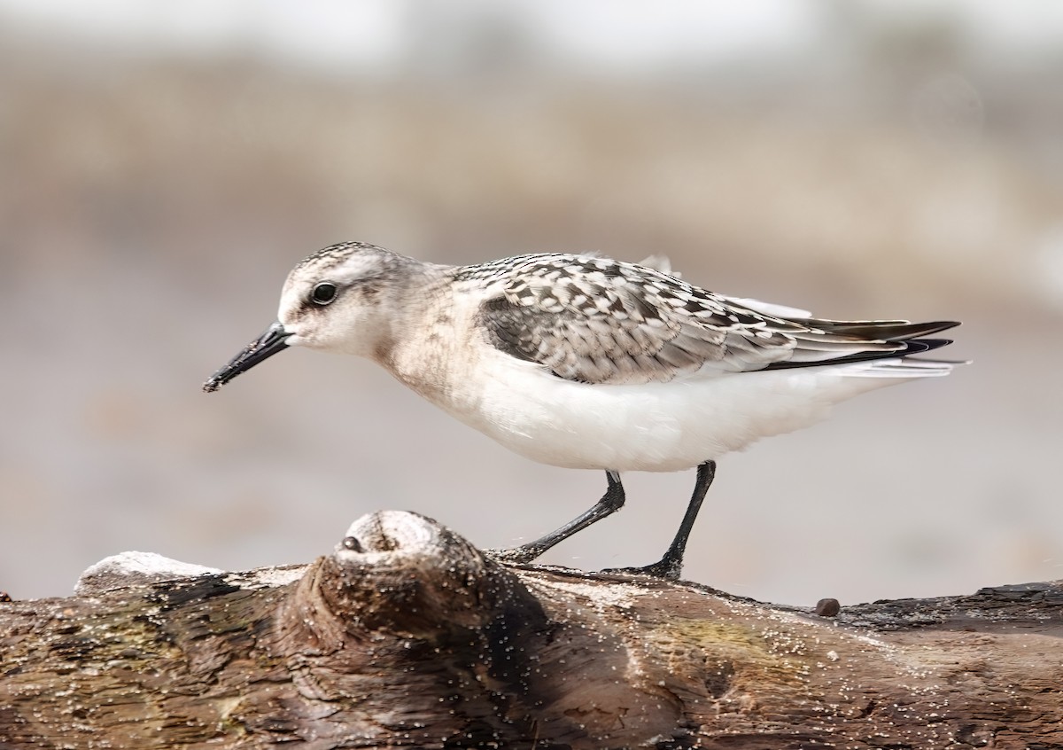 Побережник білий - ML642070662