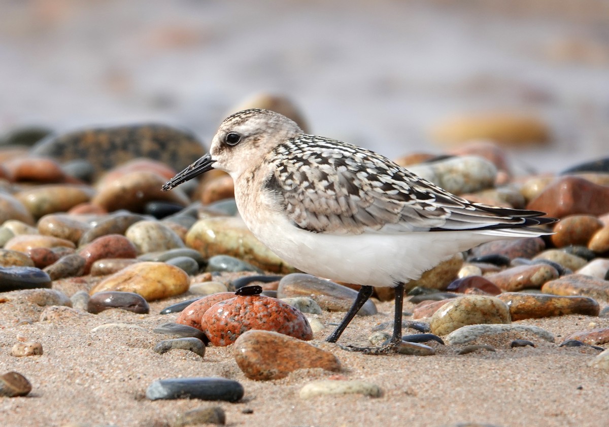 Побережник білий - ML642070663