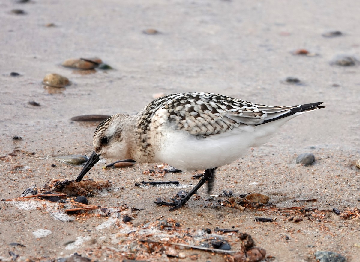 Побережник білий - ML642070665