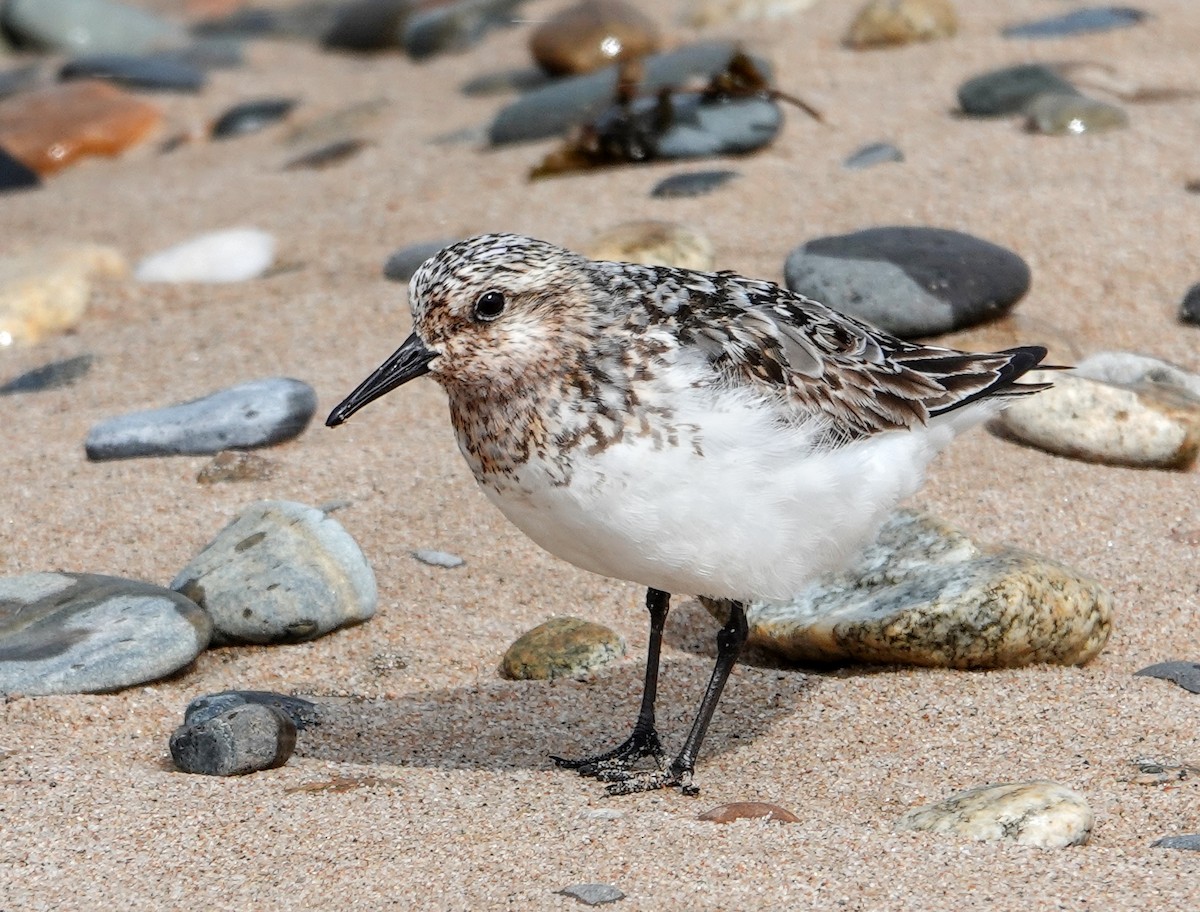 Побережник білий - ML642070666