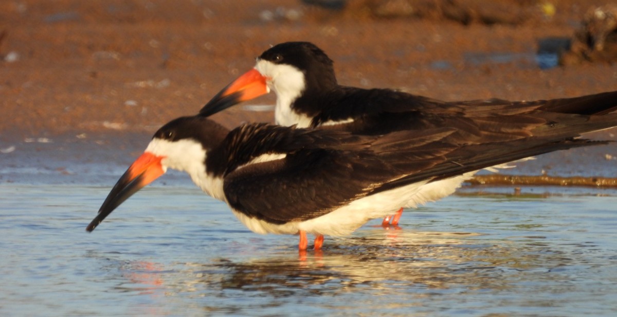 Black Skimmer - Regina McNulty