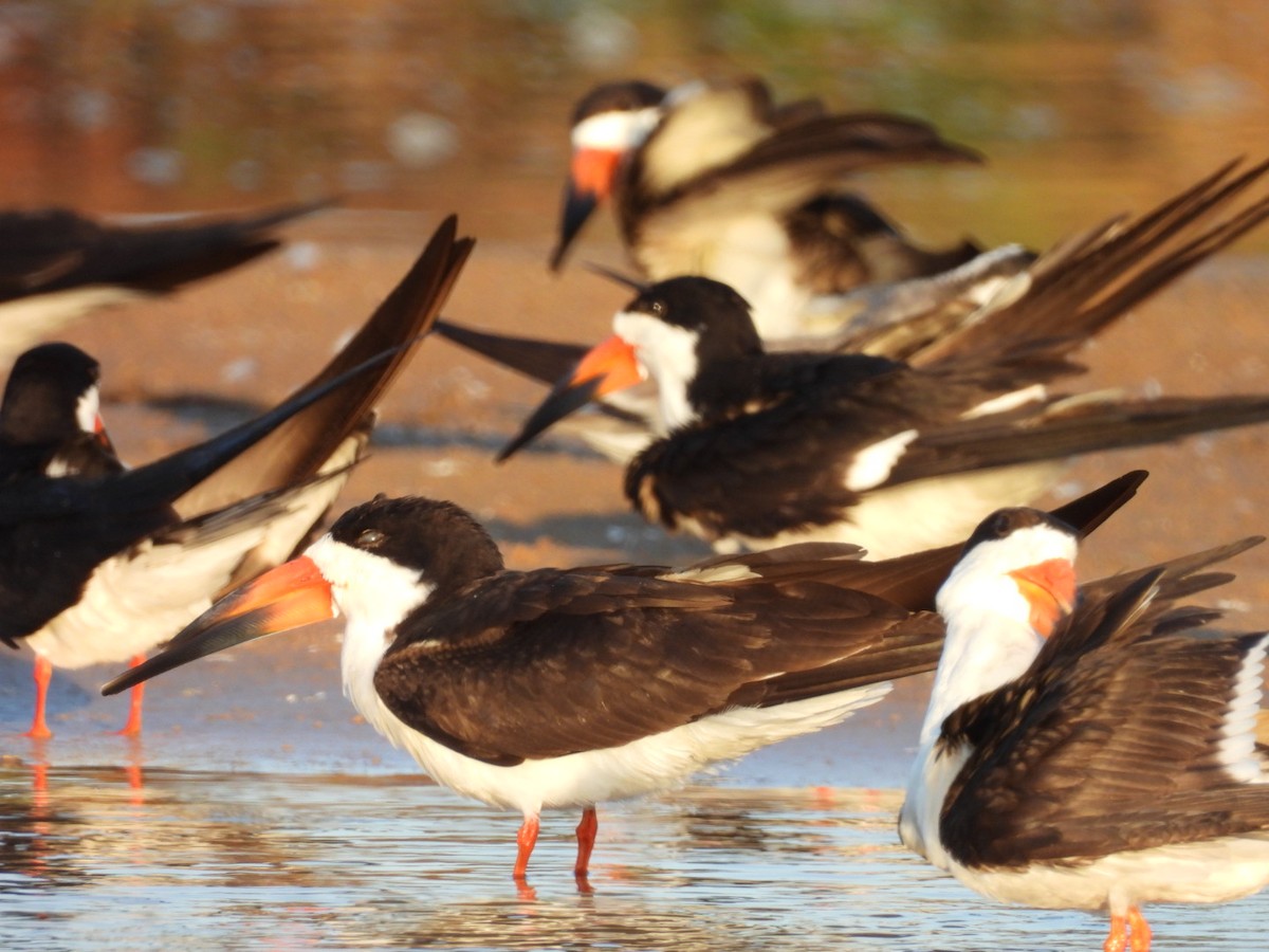 zoboun americký - ML642070680