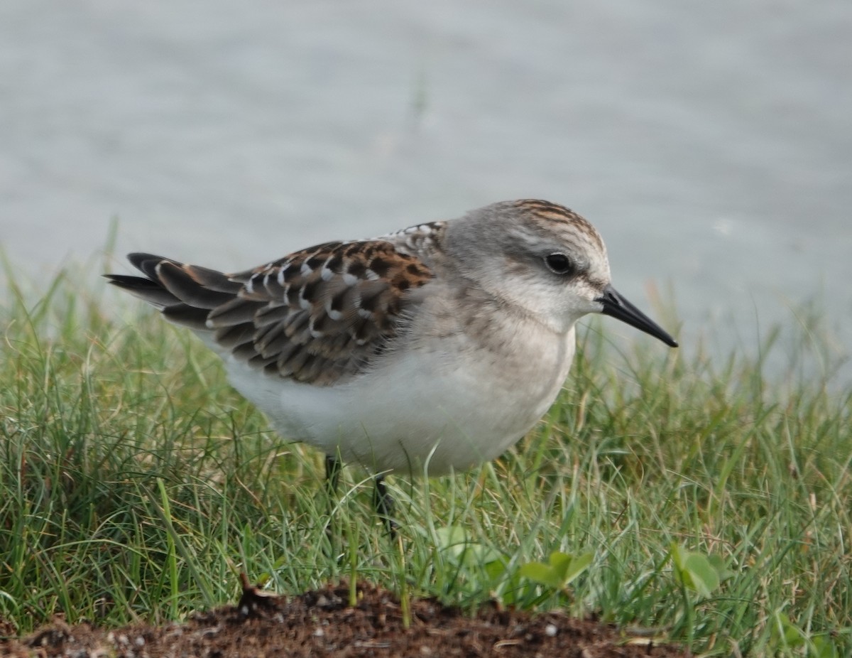 Red-necked Stint - ML642070696