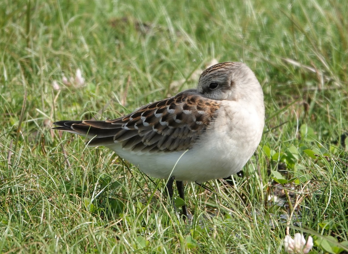 Red-necked Stint - ML642070697