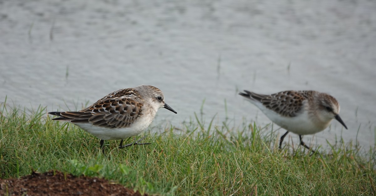 Red-necked Stint - ML642070698
