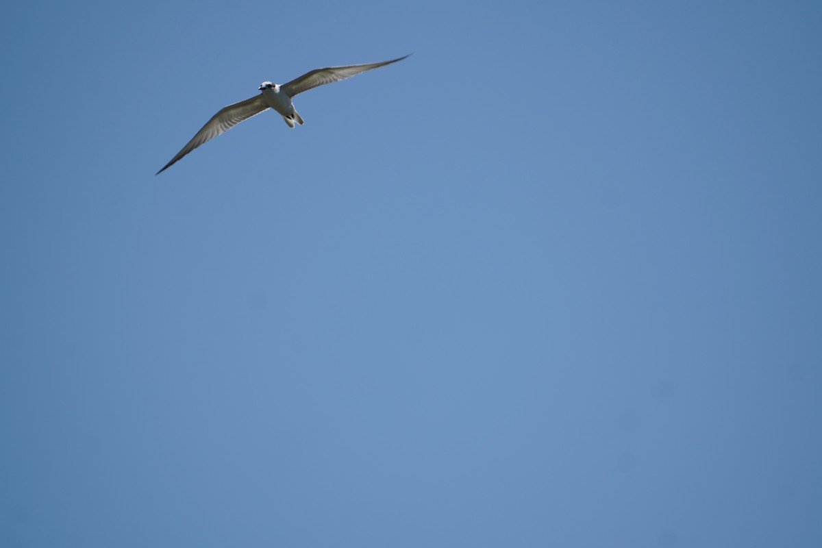 Whiskered Tern - ML642070704