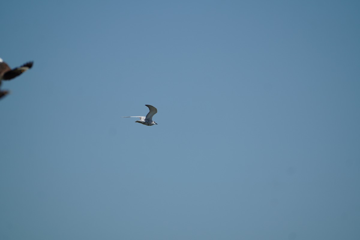 Whiskered Tern - ML642070705