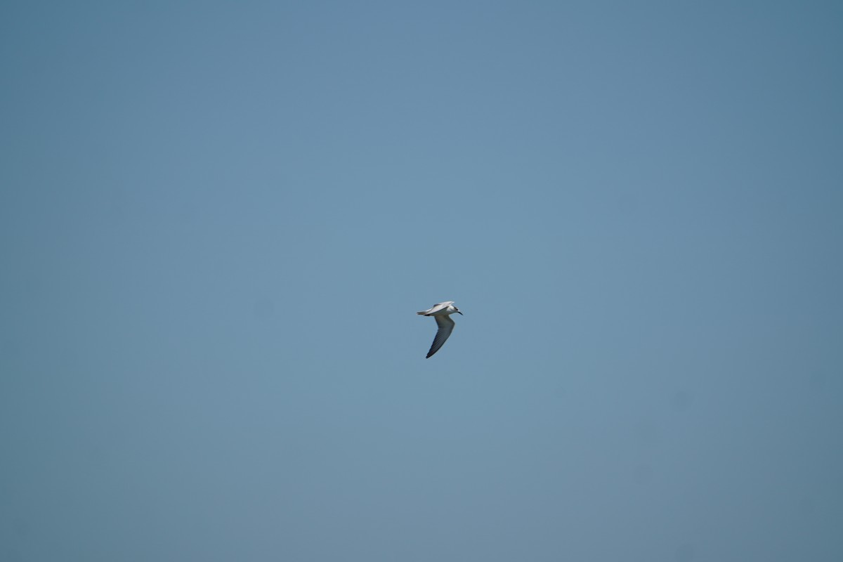 Whiskered Tern - ML642070706