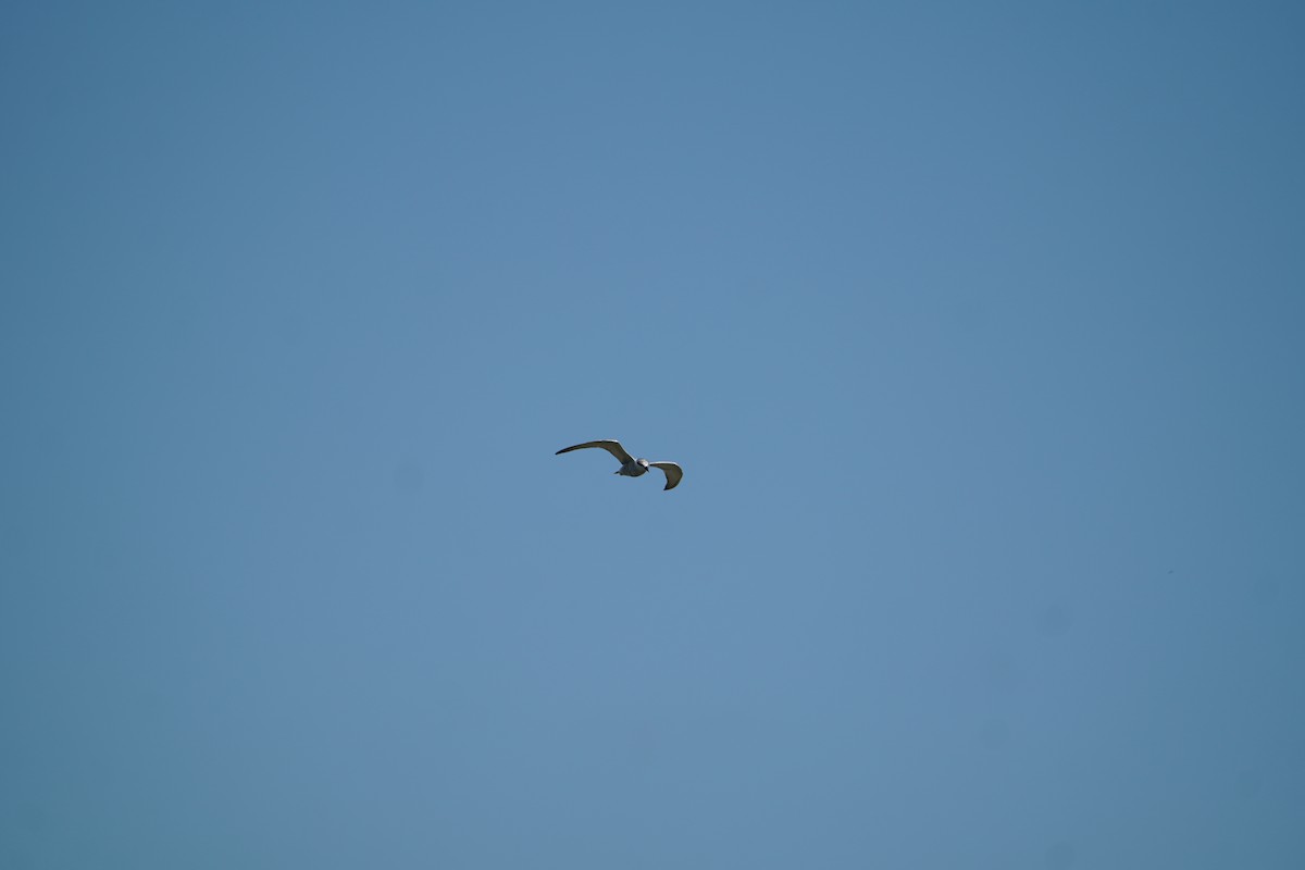 Whiskered Tern - ML642070707