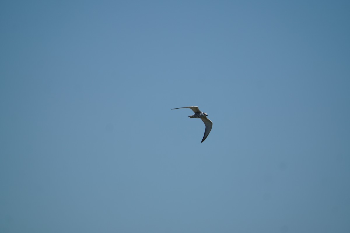 Whiskered Tern - ML642070708