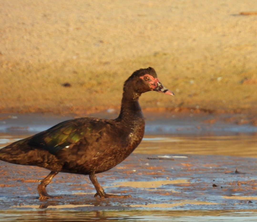 Muscovy Duck - Regina McNulty