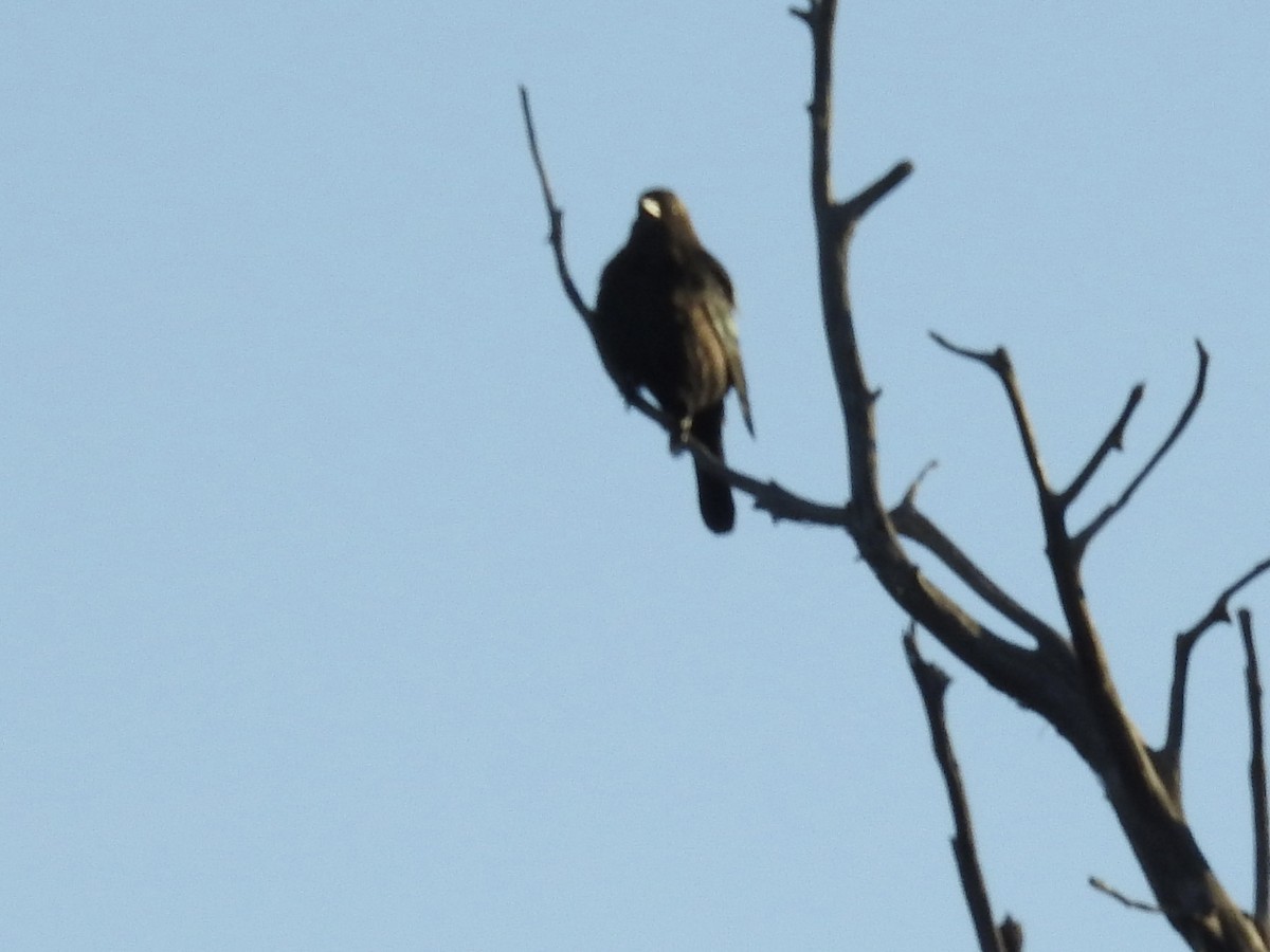 Brewer's Blackbird - ML642070724