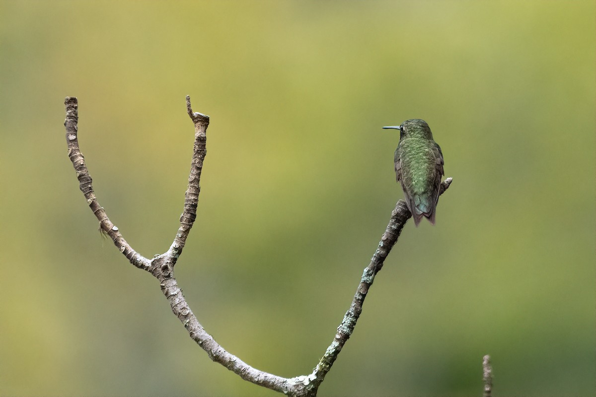 Ruby-throated Hummingbird - ML642070736