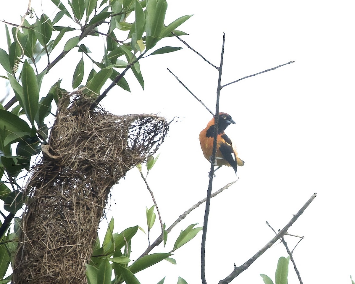 Orange-backed Troupial - ML642070744