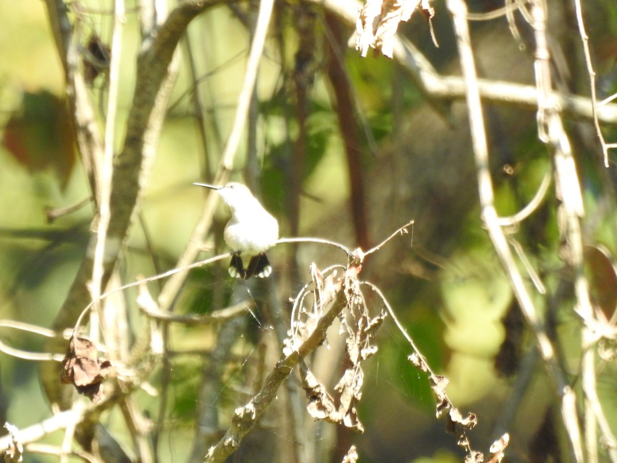 Ruby-throated Hummingbird - ML642070745