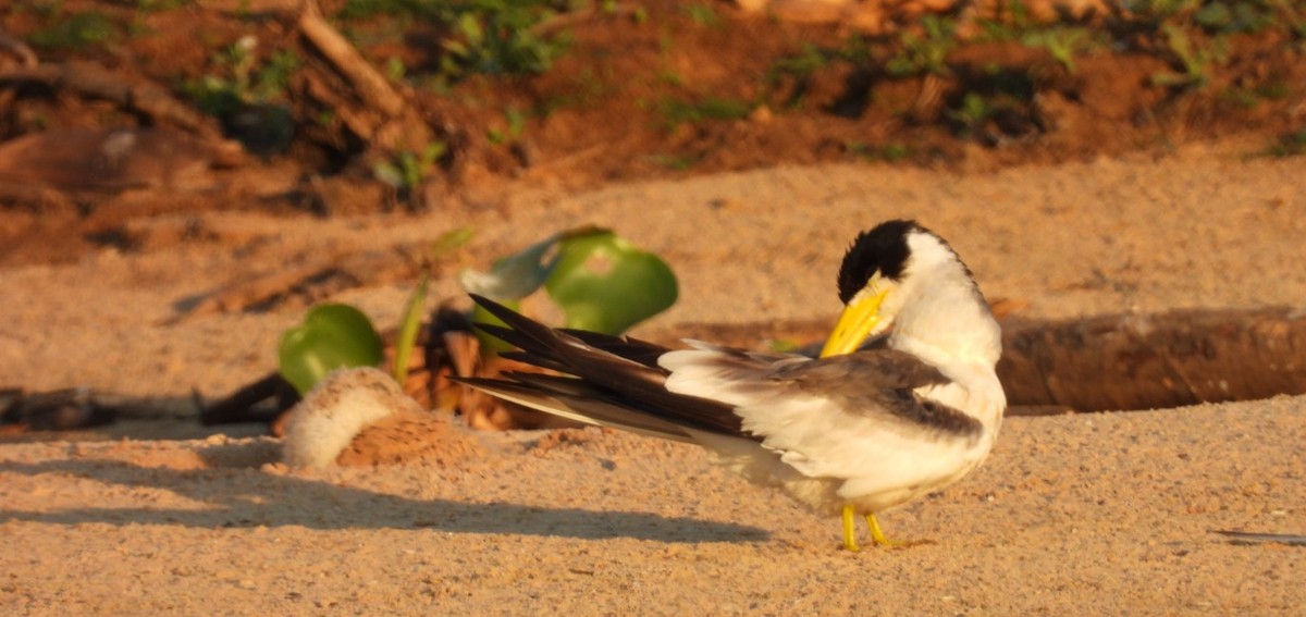 Large-billed Tern - ML642070747