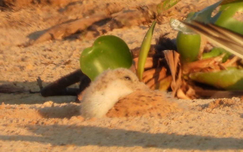 Large-billed Tern - ML642070748