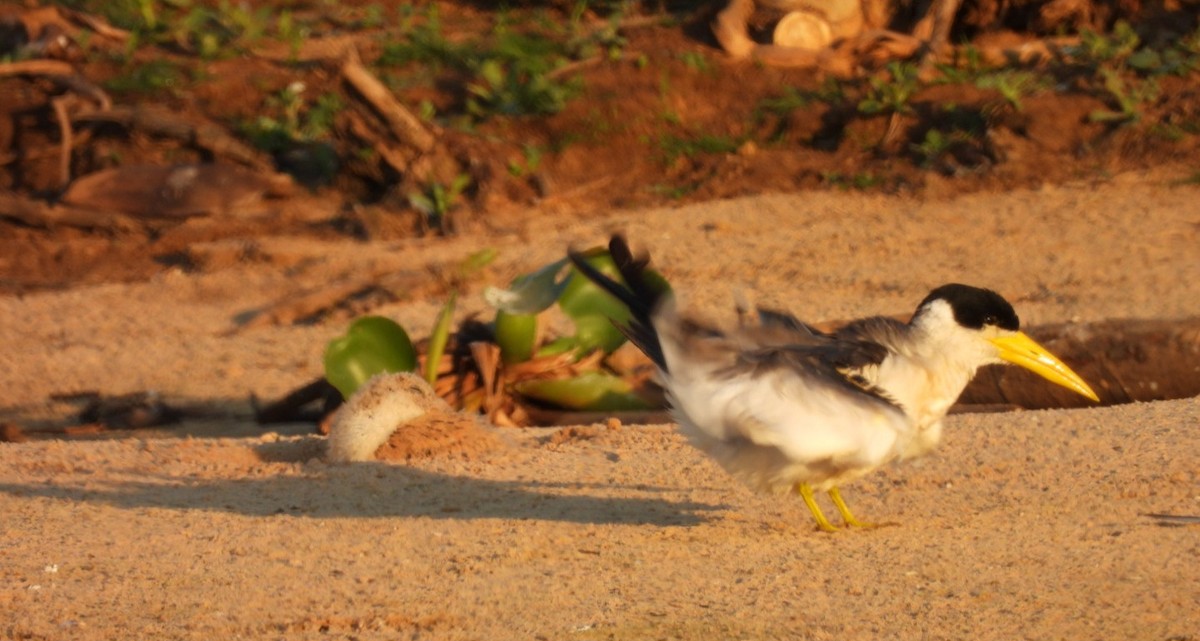 Large-billed Tern - ML642070749