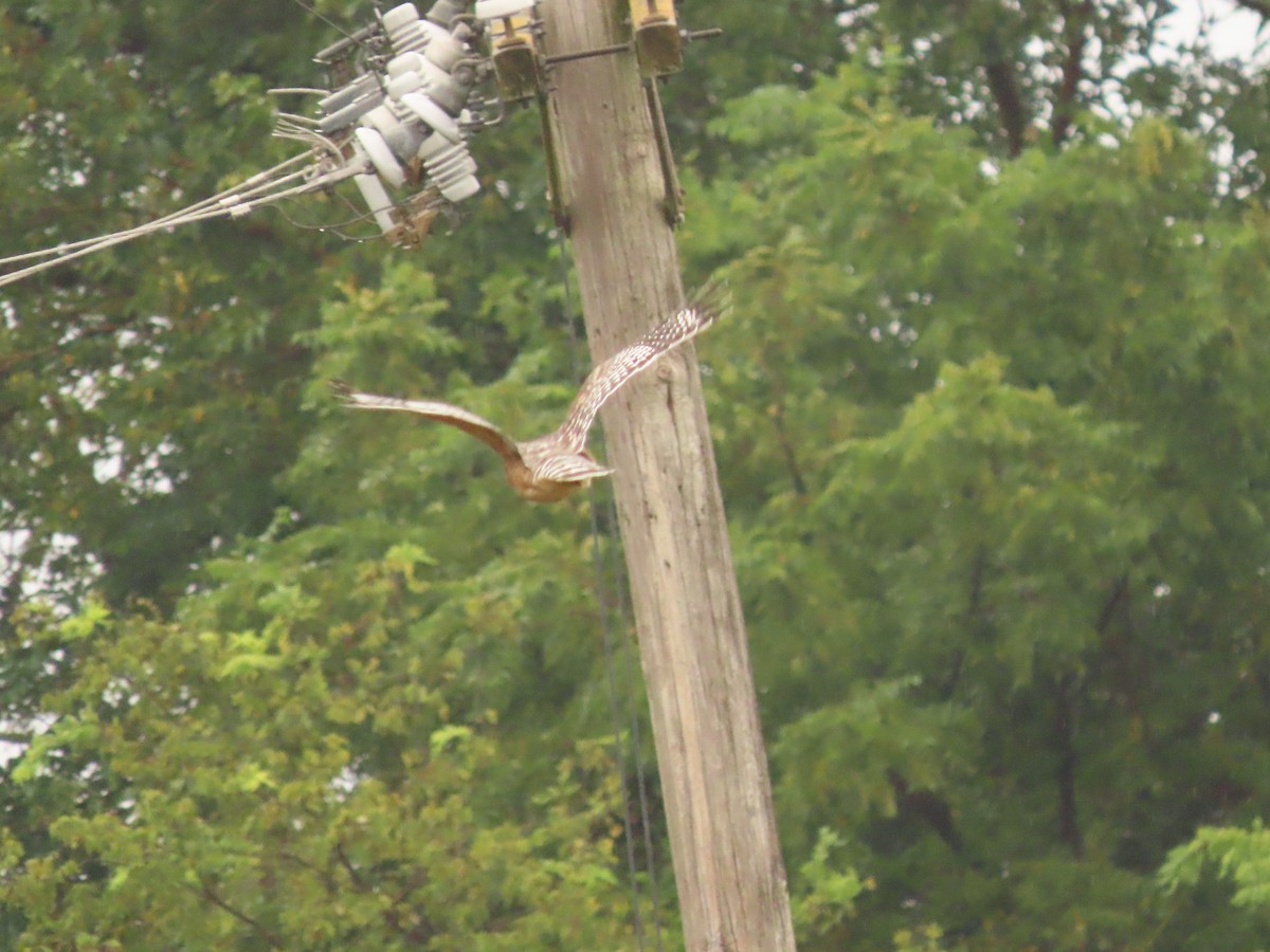 Red-shouldered Hawk - ML642070750