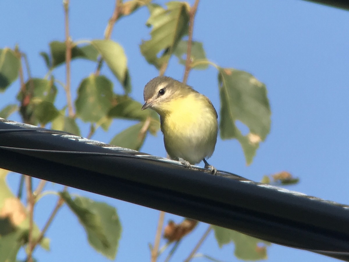 ויראו זיתני - ML642070751