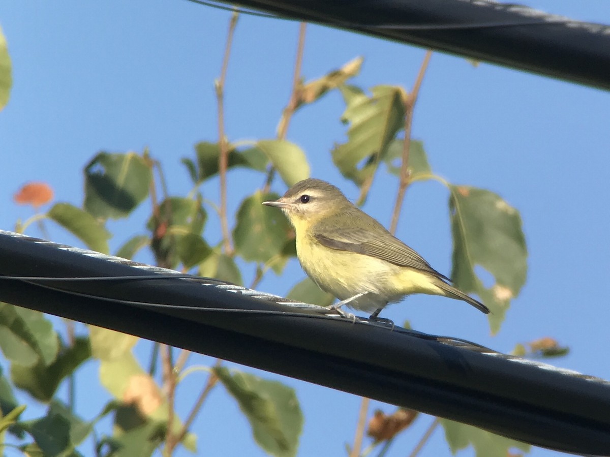 ויראו זיתני - ML642070752