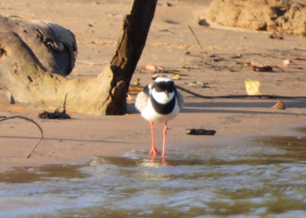 Pied Plover - ML642070805