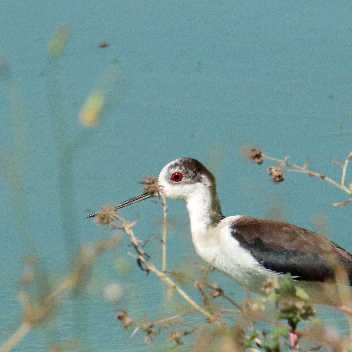 Stelzenläufer - ML642070828