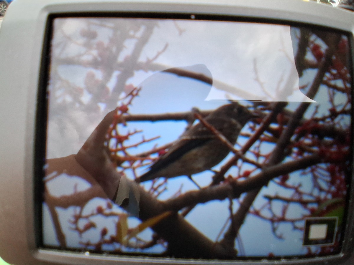 Dark-sided Flycatcher - ML642070835