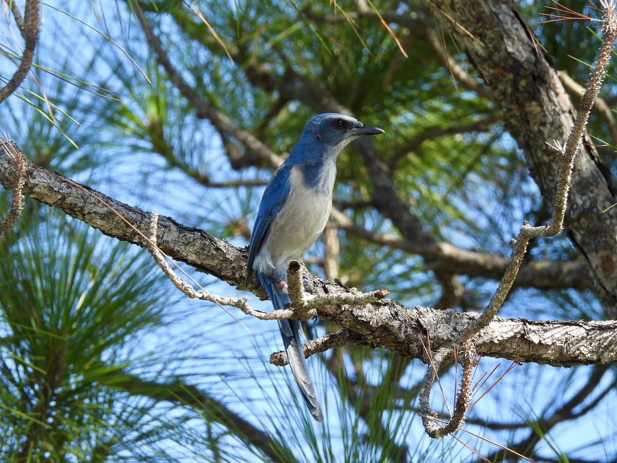 Florida Scrub-Jay - ML642070841